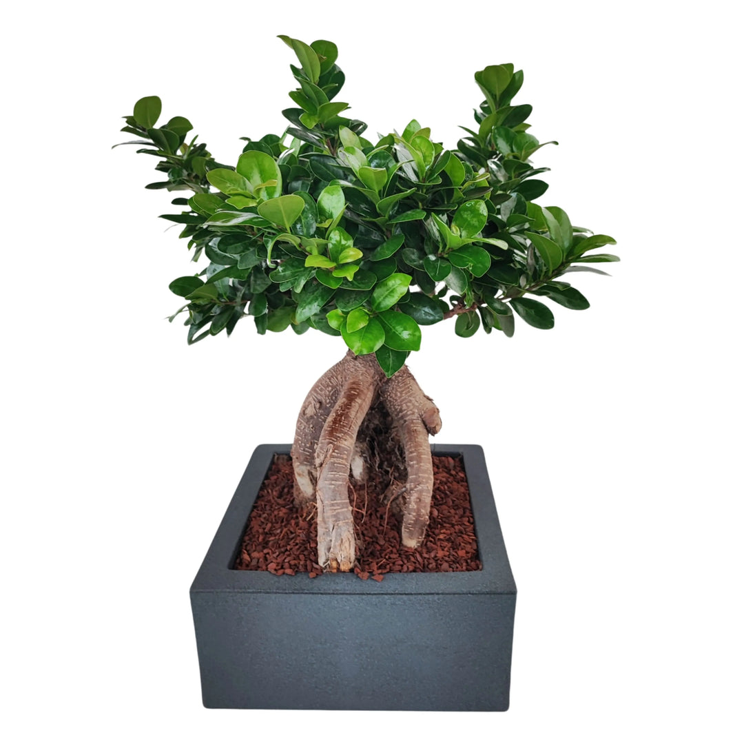 Bonsai Ficus Ginseng in vaso Minos - dettaglio della base del tronco
