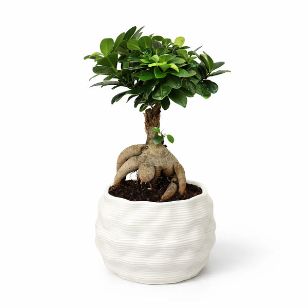 Ficus ginseng bonsai in handcrafted Athena L clay pot