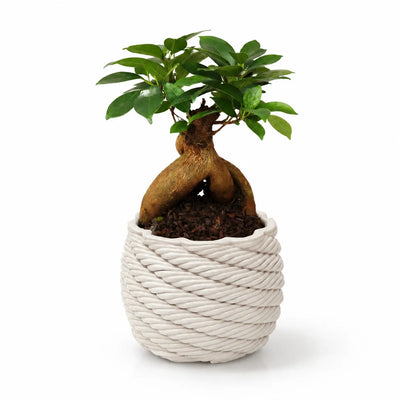 Bonsai Ficus Ginseng in Carina D.10 handcrafted clay pot