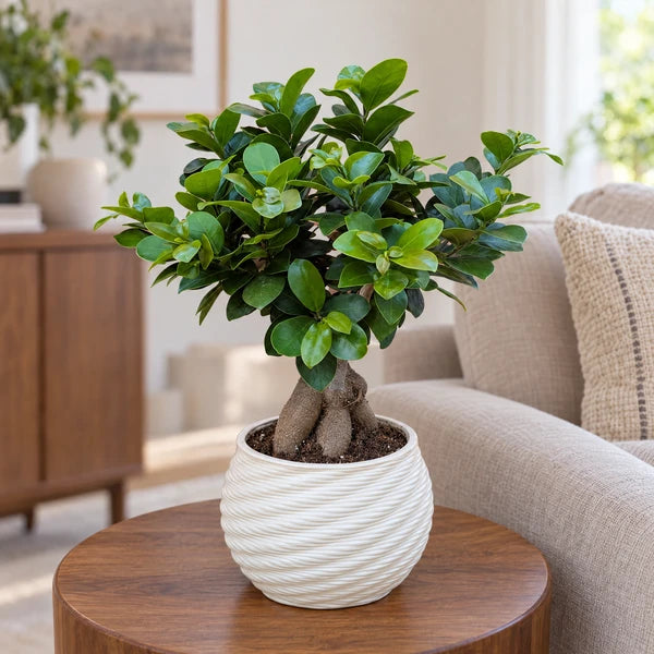 Bonsai Ficus Ginseng in vaso Carina in ceramica bianco crema collocato in un soggiorno luminoso.