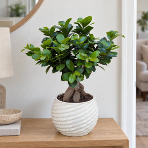 Bonsai Ficus Ginseng dal tronco marrone e spesso in vaso Carina su una consolle d’ingresso.