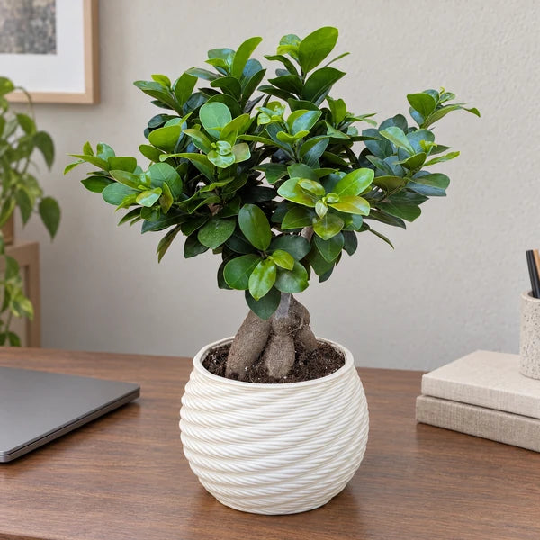 Bonsai Ficus Ginseng in vaso Carina in ceramica – Ø 18 cm