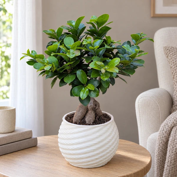 Bonsai Ficus Ginseng dalla chioma ovale compatta in vaso Carina accanto a un angolo lettura.