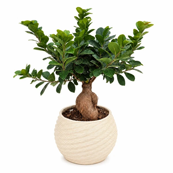 Bonsai Ficus Ginseng con tronco rigonfio e chioma verde, in vaso Carina in ceramica avorio su sfondo neutro.