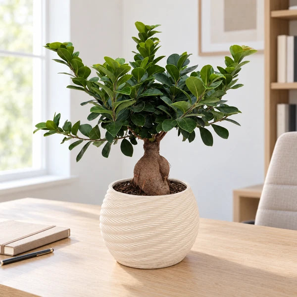 Bonsai Ficus Ginseng in vaso Carina in ceramica – Ø 18 cm