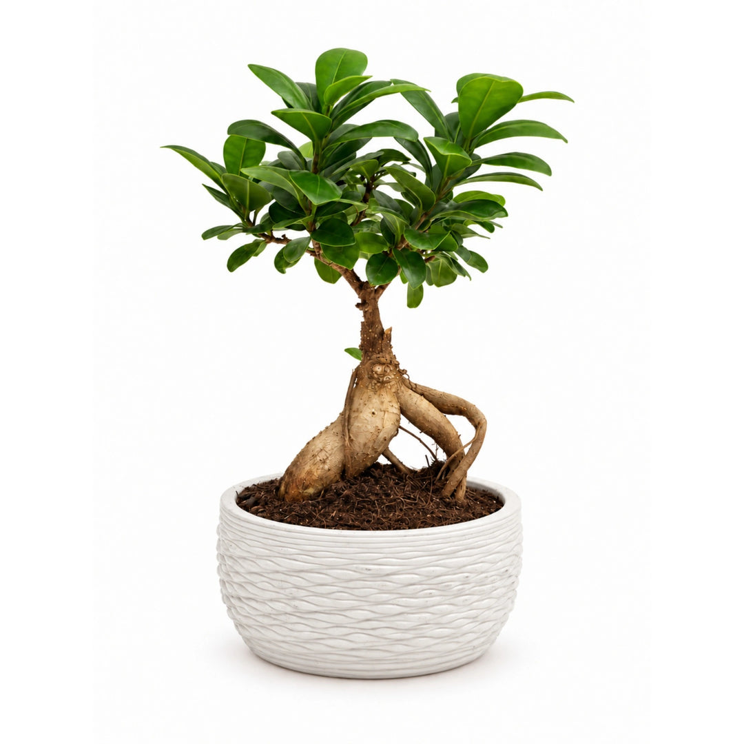 Bonsai Ficus ginseng alto 30 cm in vaso Samoi bianco a rilievo, su sfondo bianco