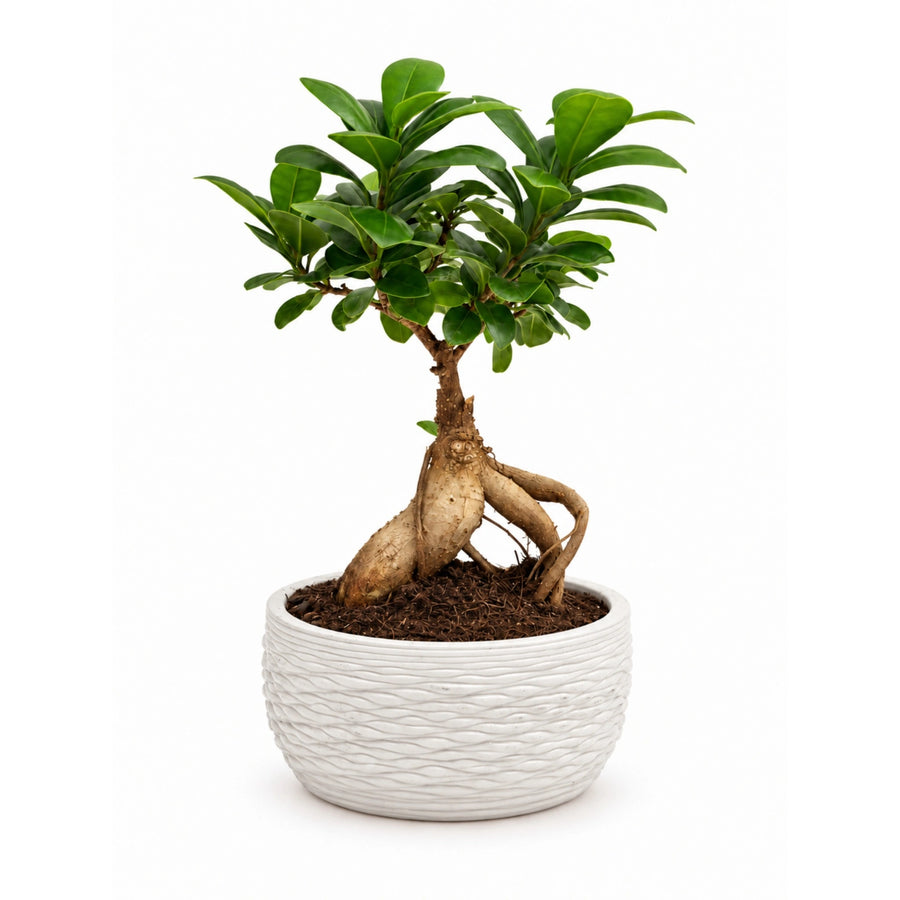 Bonsai Ficus ginseng alto 30 cm in vaso Samoi bianco a rilievo, su sfondo bianco