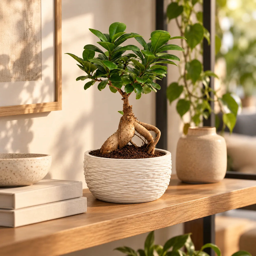 Bonsai Ficus ginseng in vaso Samoi bianco a rilievo su mensola in legno, accanto a libri e vasi decorativi