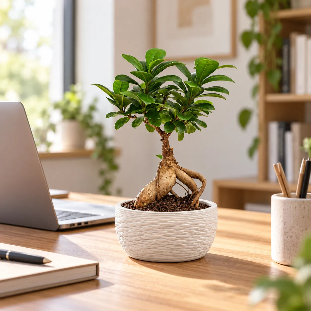 Bonsai Ficus ginseng in vaso Samoi bianco a rilievo su scrivania in legno, accanto a un computer portatile