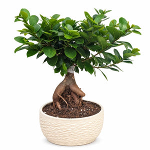 Bonsai Ficus Ginseng con vaso Samoi in ceramica color crema, Ø 18 cm, altezza complessiva 35 cm, su sfondo bianco