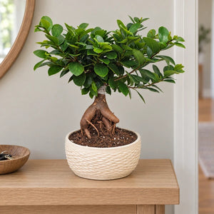 Bonsai Ficus Ginseng con vaso Samoi in ceramica, altezza complessiva 35 cm, collocato in un ingresso