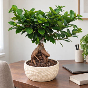 Bonsai Ficus Ginseng nel vaso Samoi in ceramica Ø 18 cm, inserito in uno studio