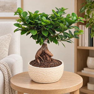 Bonsai Ficus Ginseng con vaso Samoi in ceramica, altezza complessiva 35 cm, in un angolo lettura
