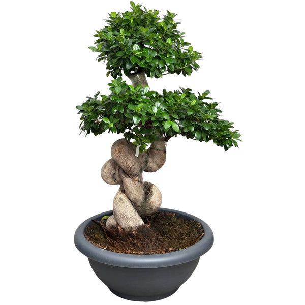 Bonsái Ficus Microcarpa Forma de Dragón D. 60 CM A. 140 CM