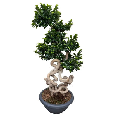 Bonsai Ficus Microcarpa 