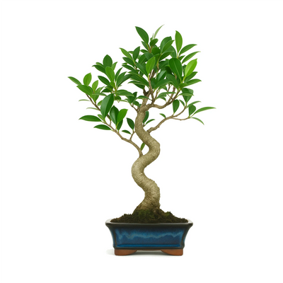 Bonsai 6 anni Ficus retusa - Collezione Premium