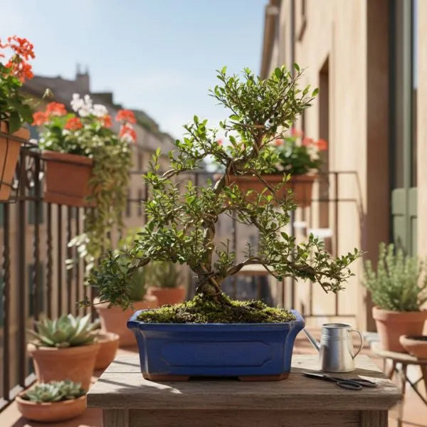 Bonsai Ilex microphylla in vaso di ceramica blu posizionato su balcone soleggiato con fiori, perfetto per terrazzi e spazi esterni.