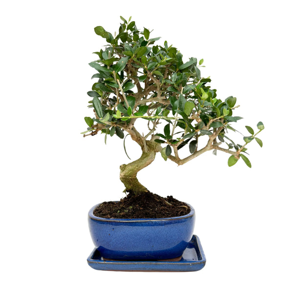 Bonsái Olea Europaea Sylvestris 8 Años - Colección Premium