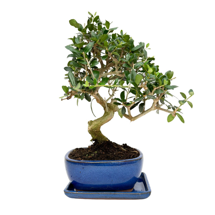 Bonsai di Ligustro con tronco curvo in vaso blu smaltato
