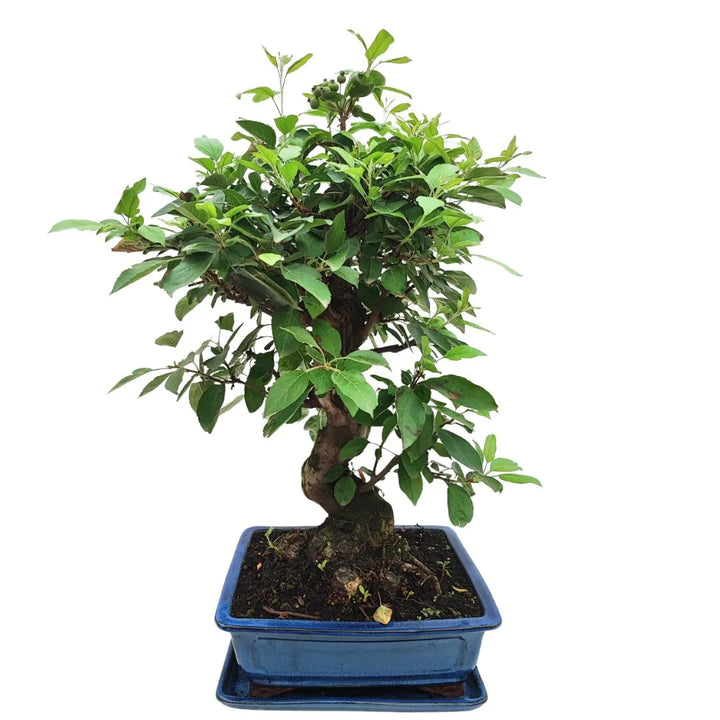 Vista frontale del Bonsai Melo Pzerwiam di 21 anni, con tronco spesso e ramificazione densa in vaso ceramico blu.

