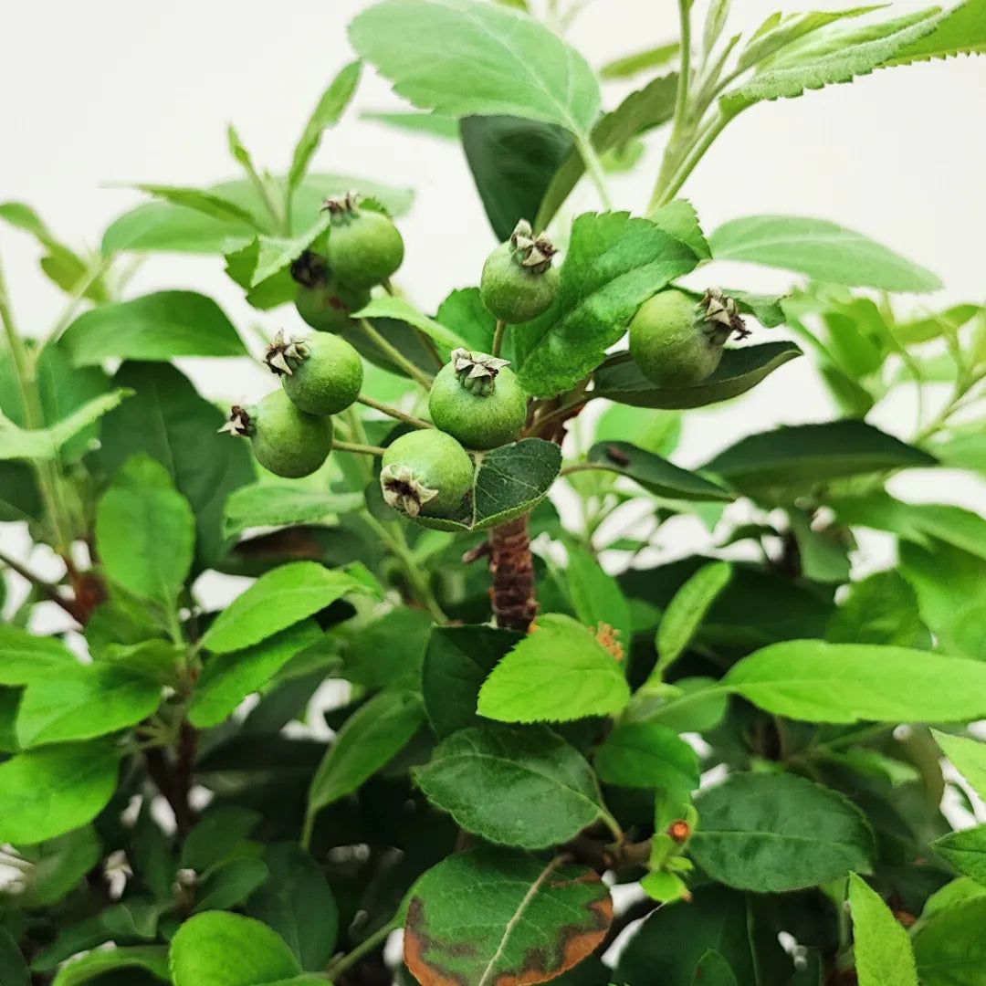 Dettaglio dei frutti acerbi del Bonsai Melo Pzerwiam, varietà ornamentale con foglie verdi e bacche in formazione.

