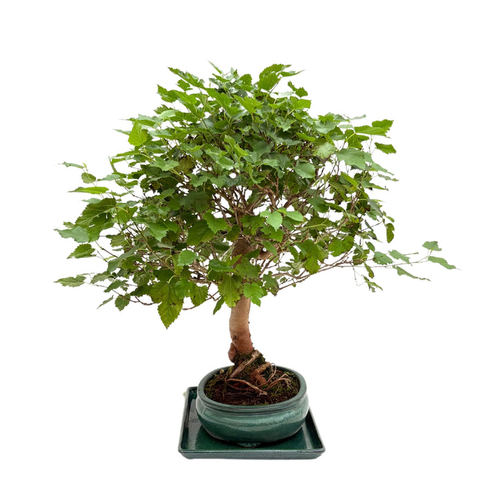 Retro del Bonsai di Morus di 15 anni con vaso in ceramica verde e fogliame abbondante.