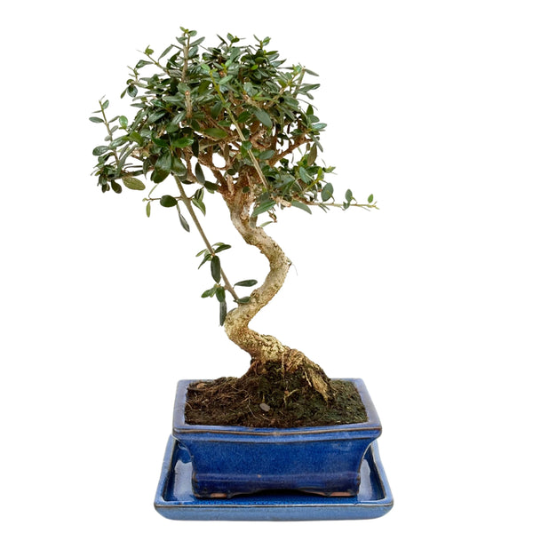 Bonsái Olea Europaea Sylvestris 7 Años - Colección Premium