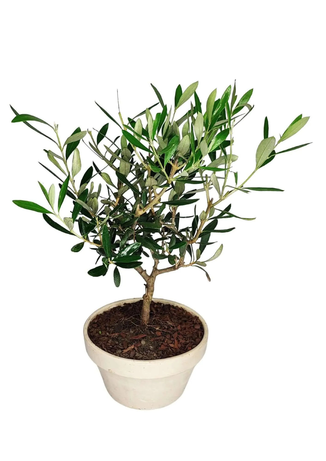Olivo Bonsai - Dettaglio del tronco nodoso e scolpito dell'olivo, forma unica