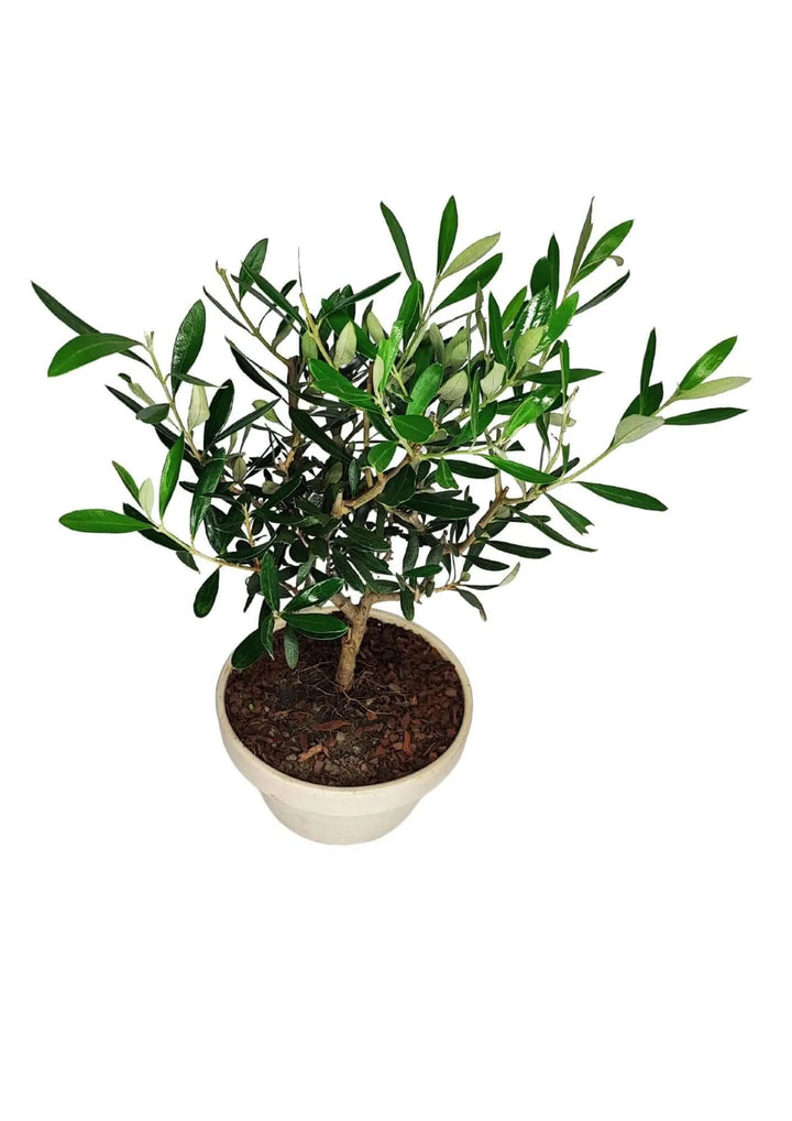 Bonsai Olivo Online - Vista dall'alto della chioma e delle foglie nel vaso di terracotta