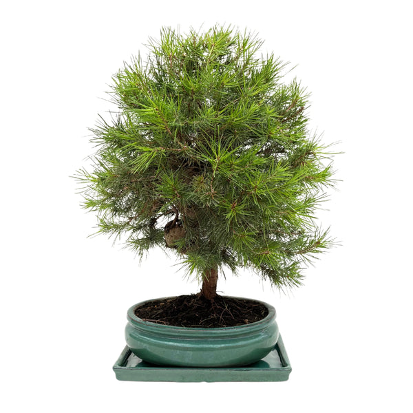 Bonsaï Pinus Halepensis 14 ans - Collection Premium