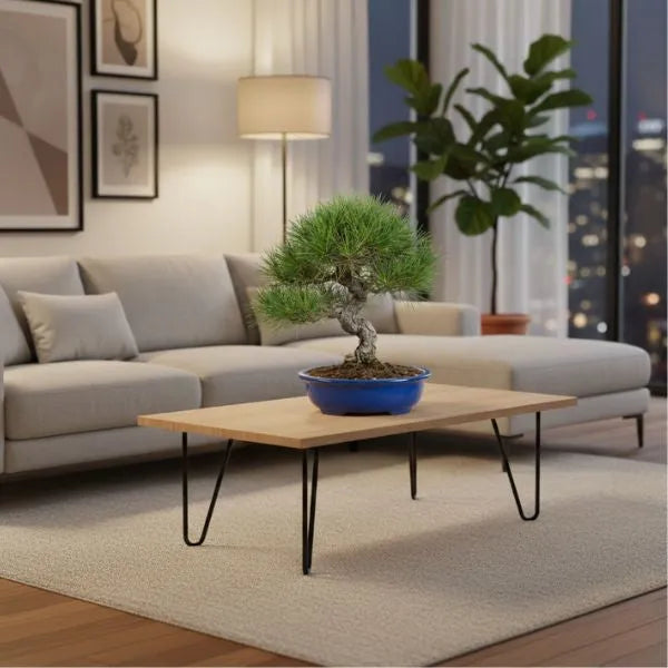 Bonsai di pino in vaso blu posizionato su tavolino in soggiorno moderno con divano e illuminazione da interno