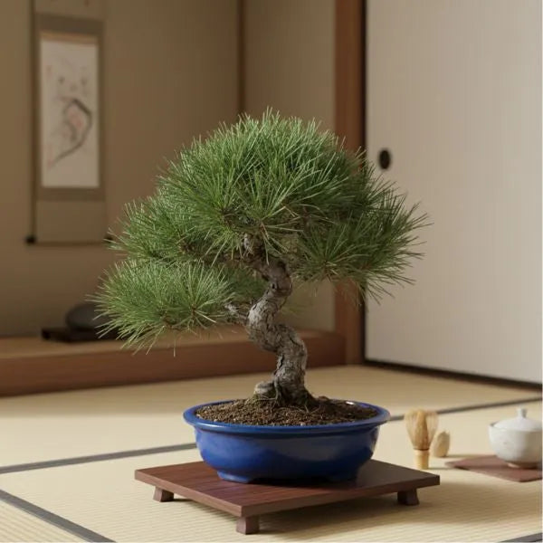 Bonsai di pino in vaso blu in ambiente interno stile giapponese con base in legno e decorazioni zen