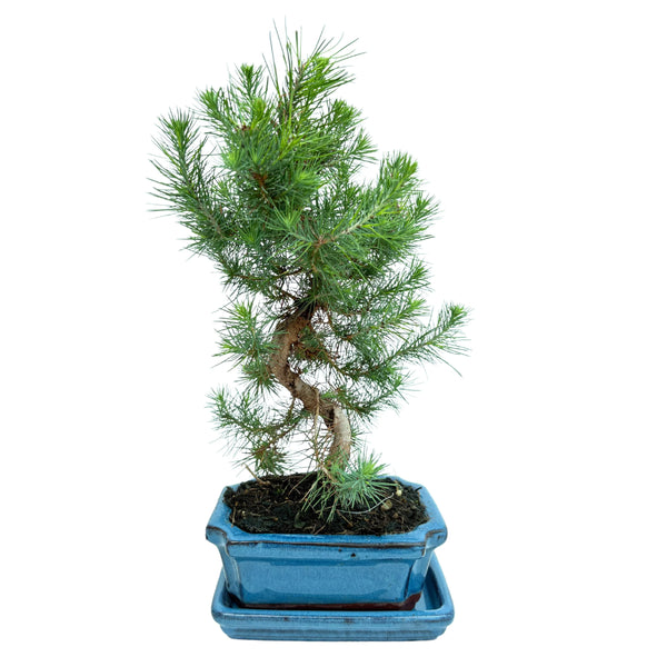 Bonsai Pinus Halepensis 7 Years Old - Premium Collection