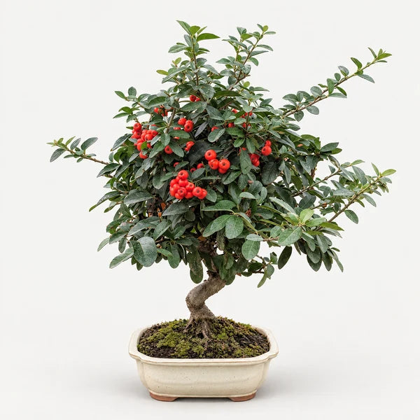 Bonsai Pyracantha con tronco a S e bacche verdi in vaso in ceramica chiaro, su sfondo bianco, con bacche rosse.
