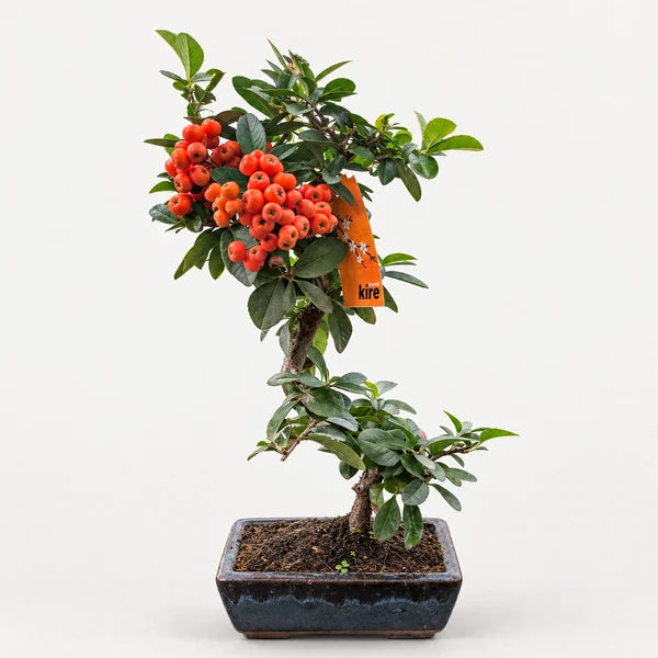 Bonsai Piracanta con bacche rosse 