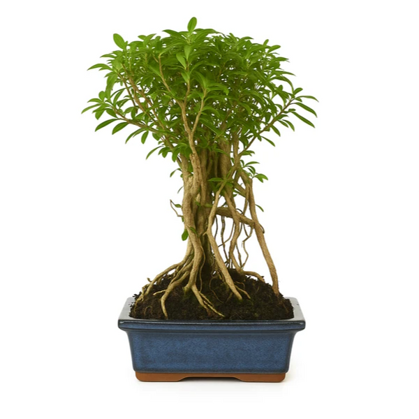 5-year-old Serissa phoetida Bonsai - Premium Collection