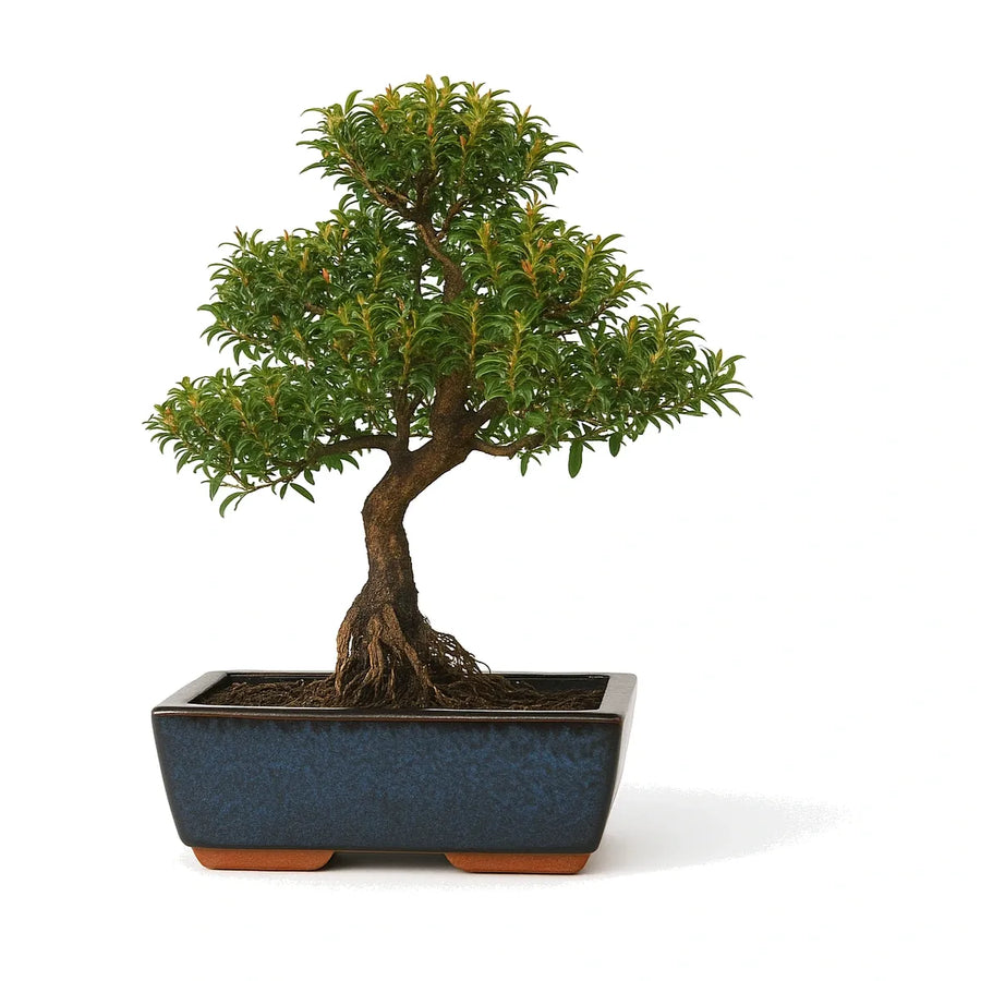 Bonsai syzygium buxifolium di 10 anni con tronco naturale e radici esposte in vaso bonsai blu su sfondo bianco.