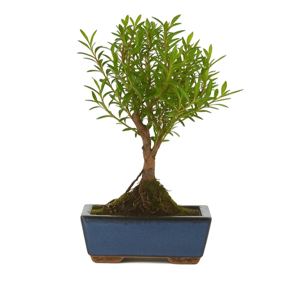 Bonsai 5 Jahre Syzygium buxifolium – Premium Kollektion