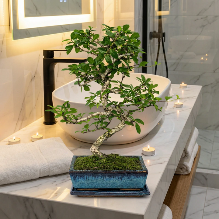 Bonsai Carmona microphylla Collezione Premium con muschio naturale e foglie verdi in vaso bonsai blu su piano bagno in marmo con candele.