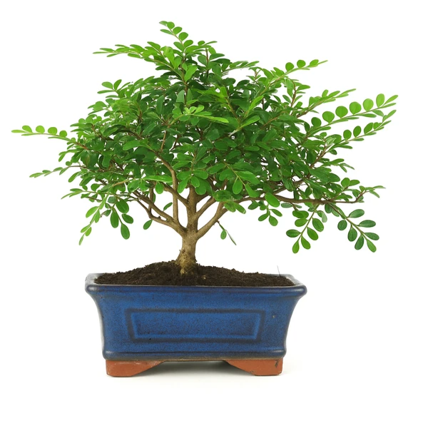 Bonsai 5 years Zanthoxylum piperitum - Premium Collection