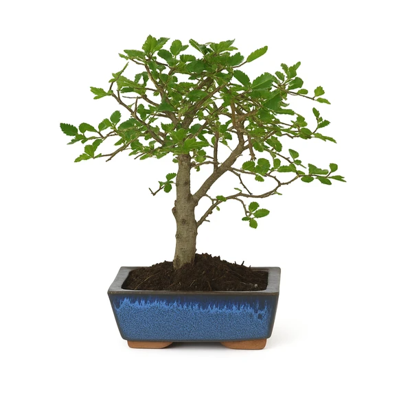 Bonsai 5 Jahre Zelkova parvifolia – Premium Kollektion
