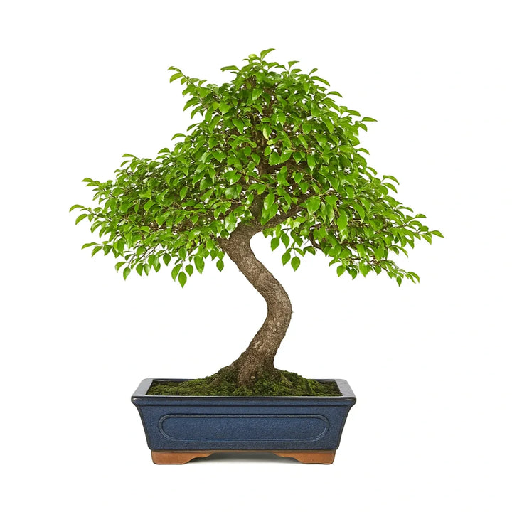 Bonsai zelkova parvifolia olmo giapponese di 10 anni con tronco a S e chioma verde compatta in vaso bonsai blu su sfondo bianco.