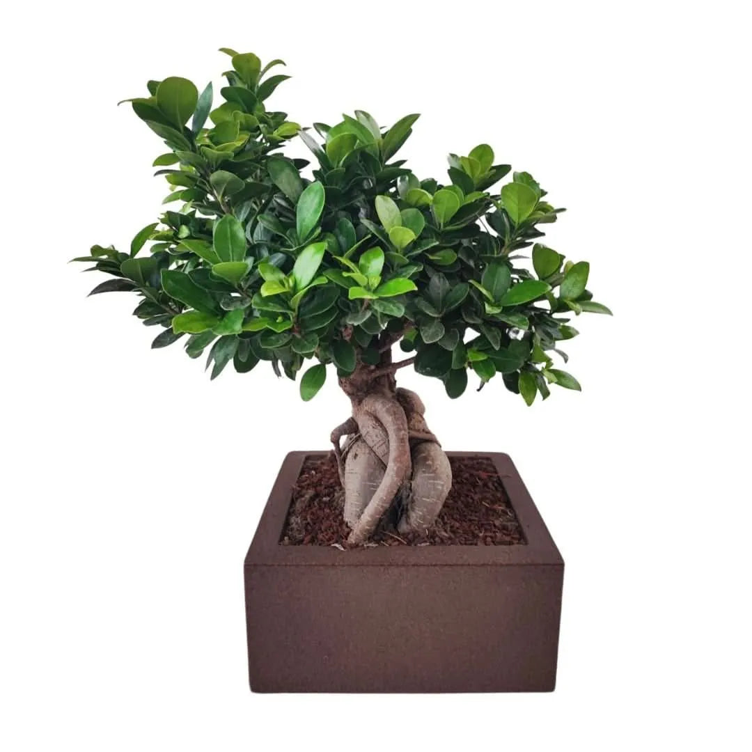 Bonsai Ficus Ginseng in vaso Minos - primo piano delle foglie lucide