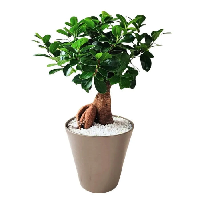 Bonsai Ficus Ginseng in idrocultura con perlite - vaso tortora