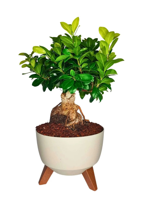 Bonsai Ficus Ginseng in pot Rome