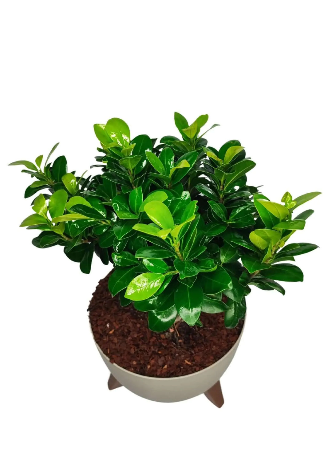 Vista dall'alto del fogliame compatto e brillante del Bonsai Ficus Ginseng in vaso Roma
