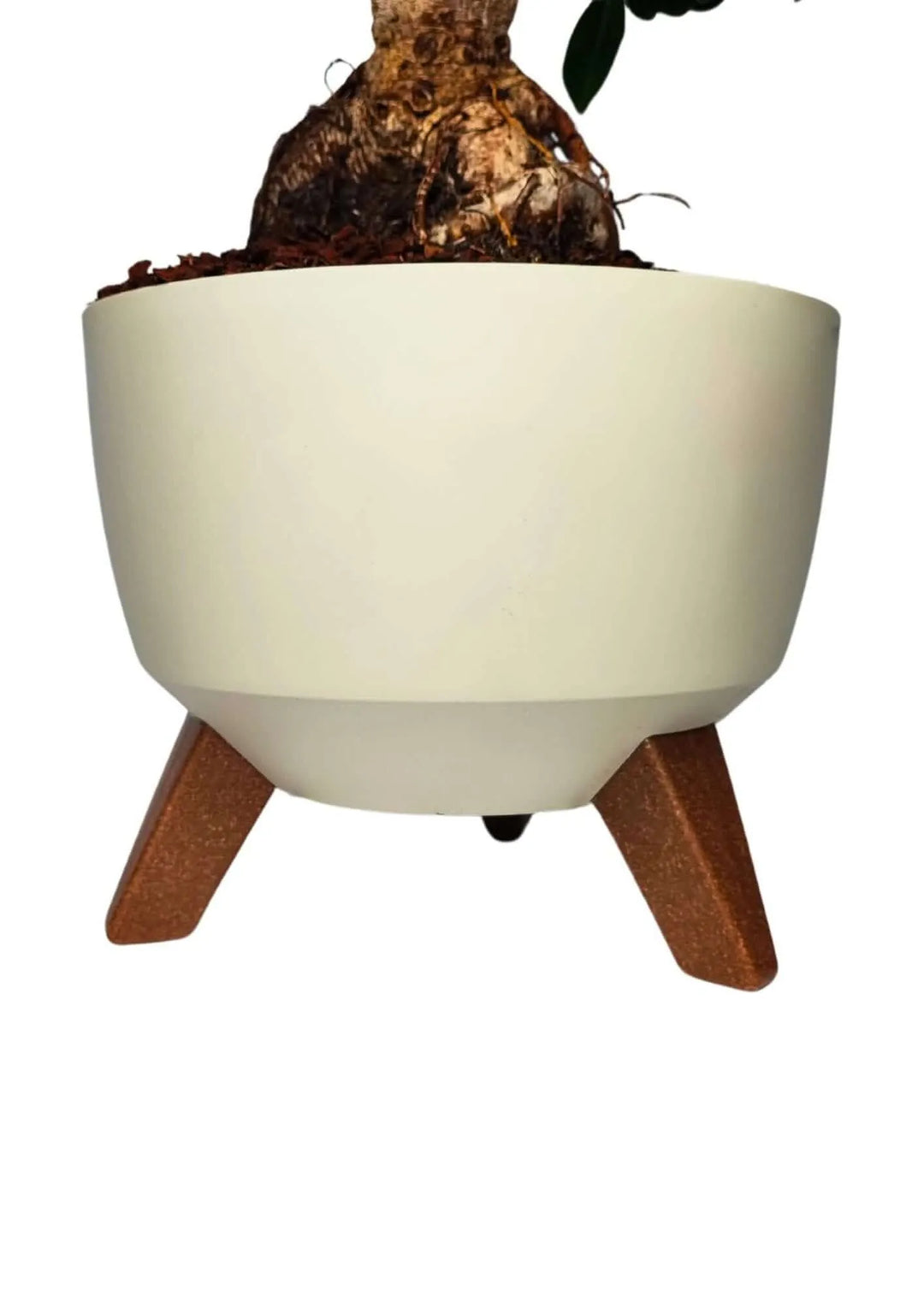 Bonsai Ficus Ginseng in vaso moderno Roma, con foglie verdi lucide e struttura compatta