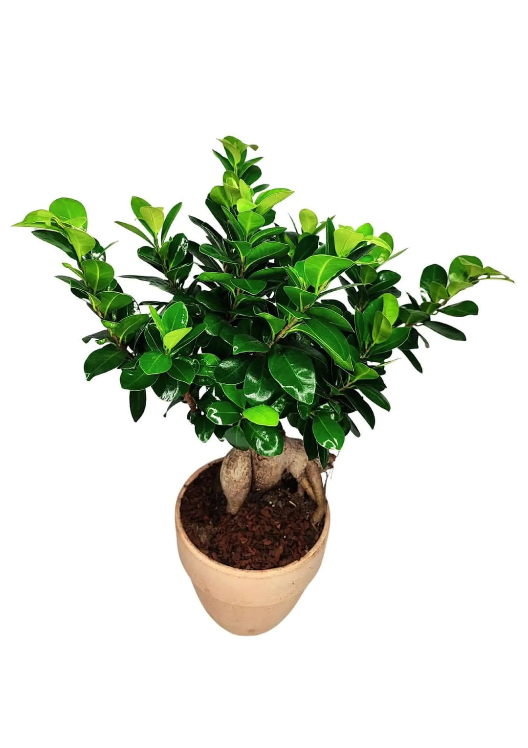 Bonsai Ficus Ginseng - dettaglio foglie verdi lucide in vaso 'Palladio Arena'