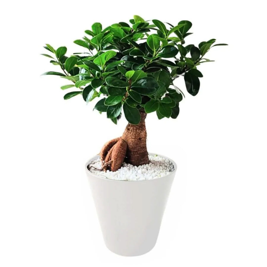 Bonsai Ficus Ginseng in idrocultura con perlite - vaso bianco