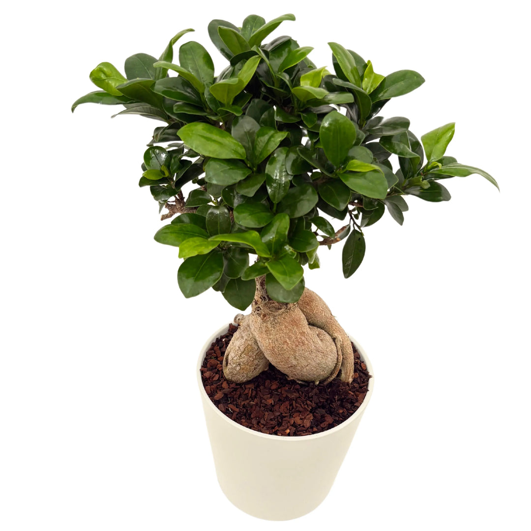 Bonsai Ficus Ginseng vaso - vista dall'alto con vaso ceramica bianco da 16 cm